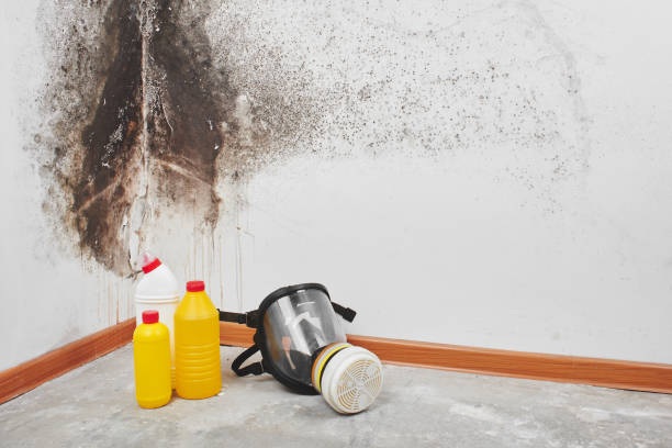 Best Commercial Mold Removal  in Dexter, MO