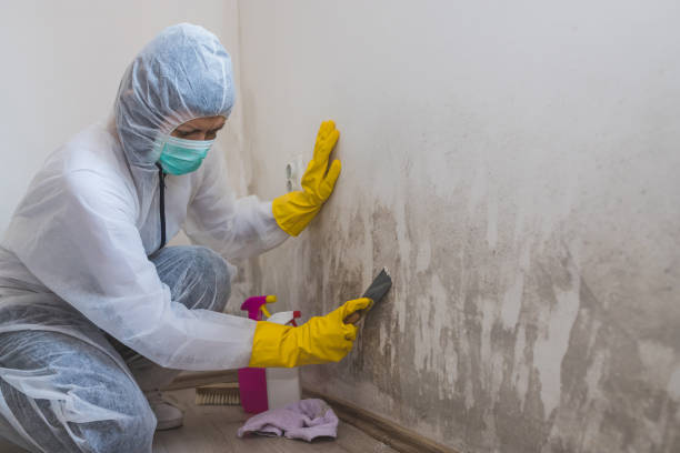 Attic Mold Removal in Dexter, MO