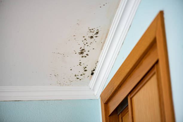 Best Local Mold Removal Service  in Dexter, MO