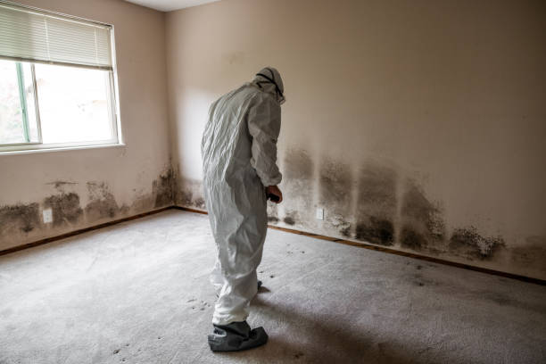 Best Residential Mold Removal  in Dexter, MO